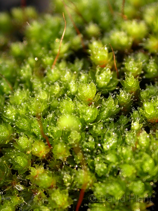 Tortula muralis - A.jpg - Tortula muralis - Somerset